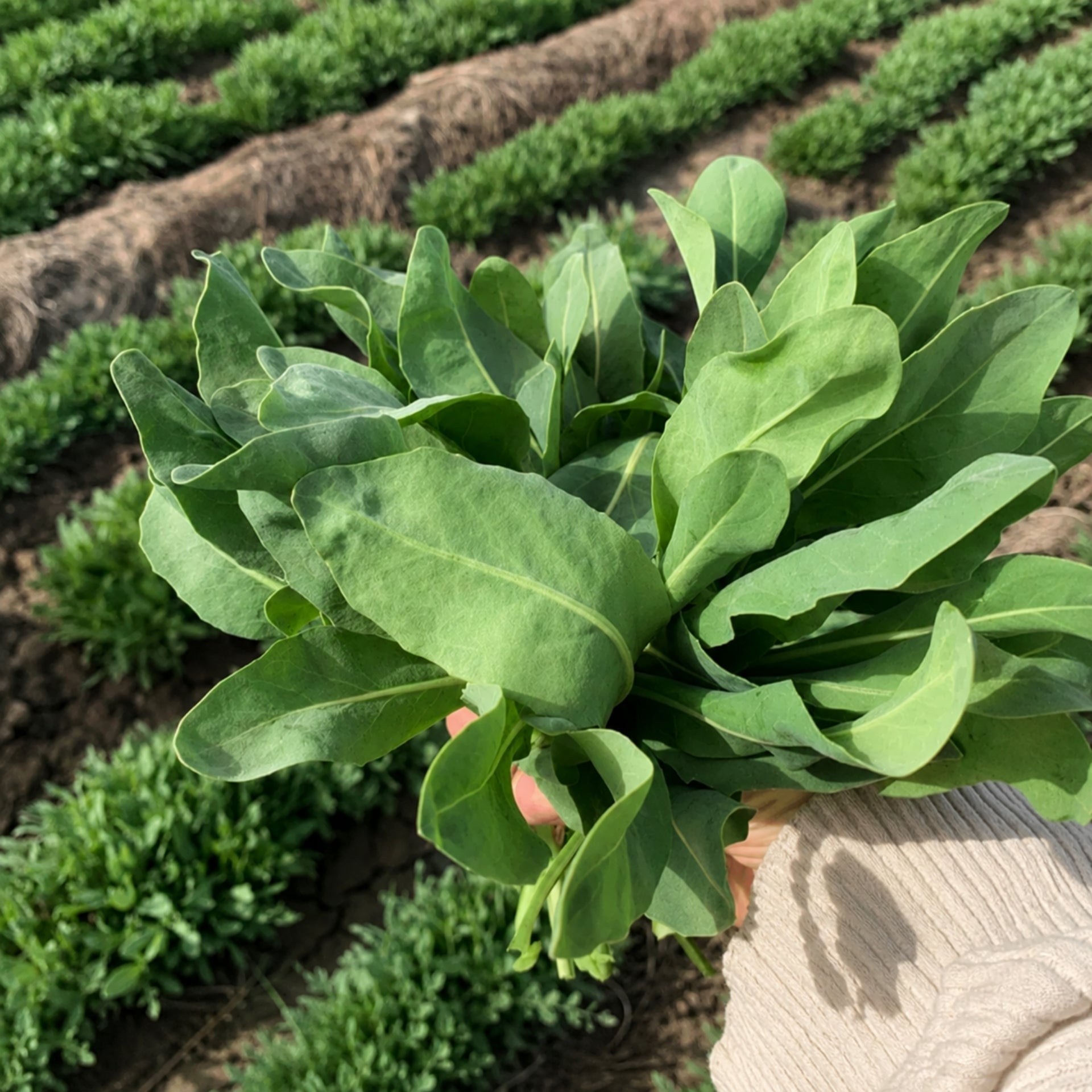 Usmaé, bouquets de feuilles usma cultivée en Asie centrale 